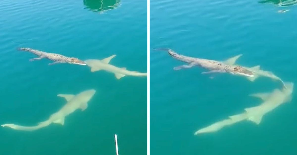 Video: Huge Saltwater Croc Has Tense Standoff With Two Sharks
