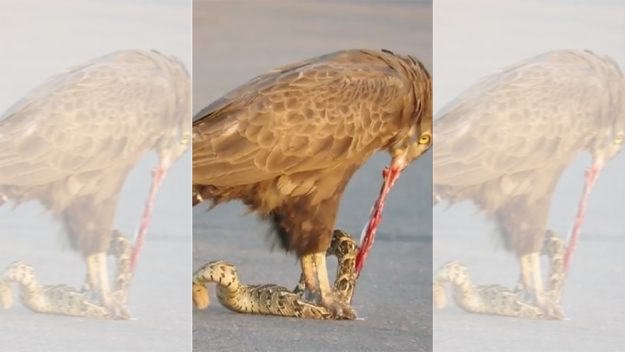 Eagle eats snake alive!